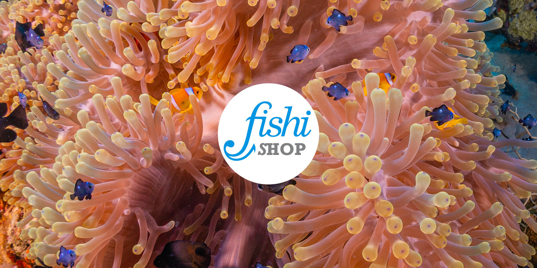 Fishishop, la boutique officielle du site Fishipedia.fr